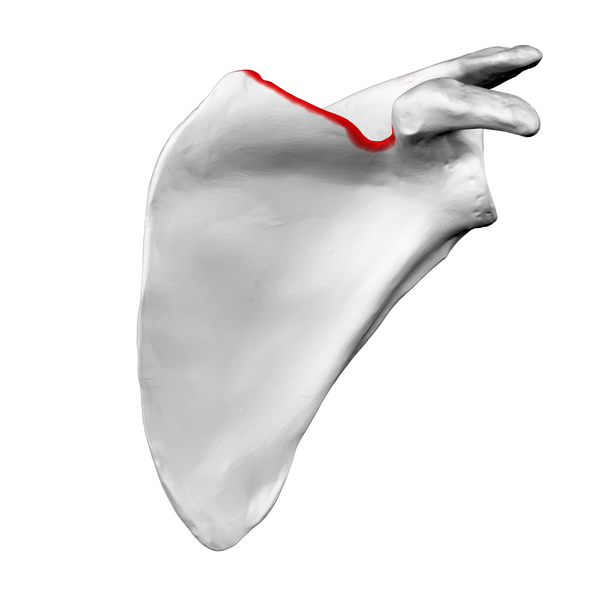 Costal surface of left scapula. Superior border shown in red..png