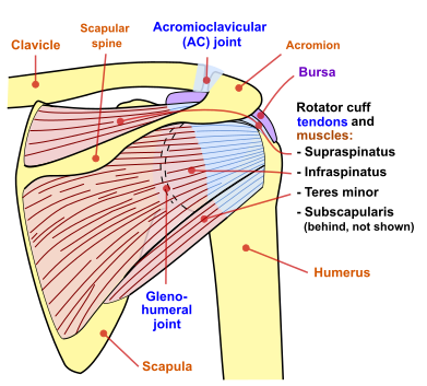 Diagram of the human shoulder joint, back view.png