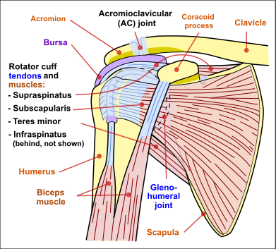 Diagram of the human shoulder joint, front view.png