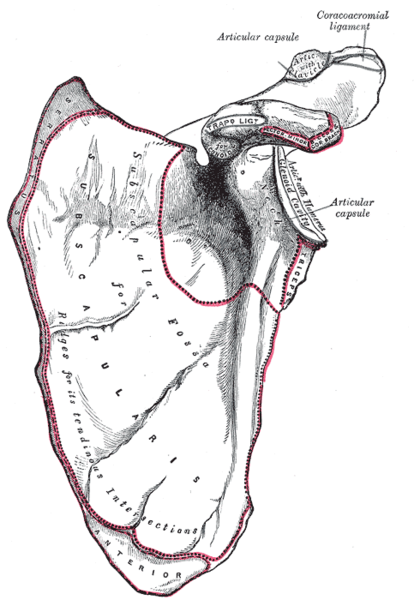 Figure 1   Left scapula. Costal surface.2.png