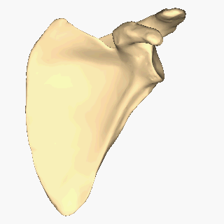 Figure 1  Left scapula. Costal surface.1.gif