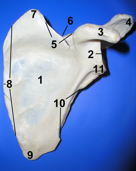 Figure 1 Left scapula. Costal surface.3.png