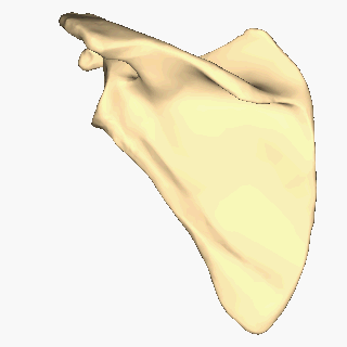 Figure 2  Left scapula. Dorsal surface.1.gif