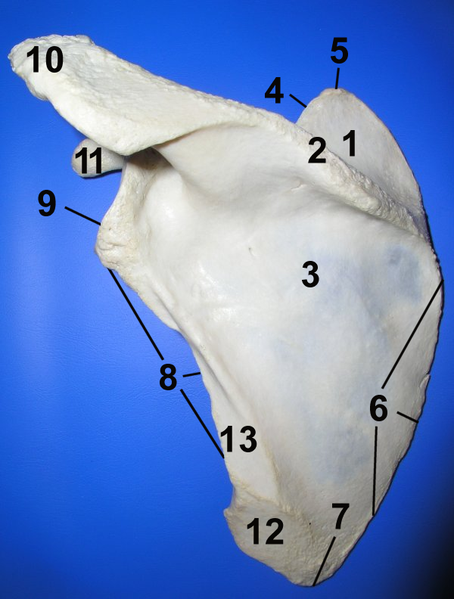 Figure 2  Left scapula. Dorsal surface.3.png