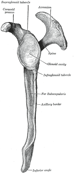 Figure 3 Left scapula. Lateral surface.2.png