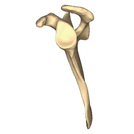 Figure 3 Left scapula. Lateral surface.3.gif