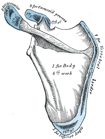 Figure 5 Plan of ossification of the scapula. From seven centers..png
