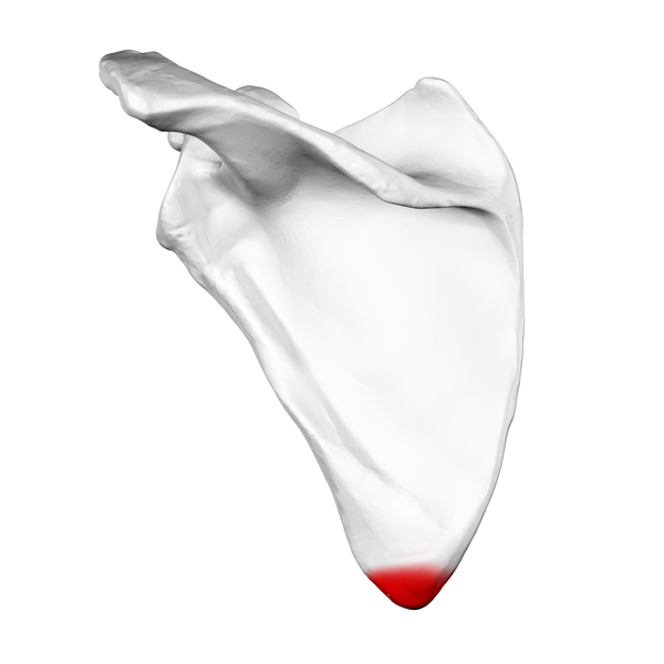 Inferior angle shown in red.png