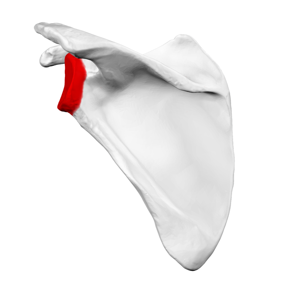 Lateral angle shown in red.png