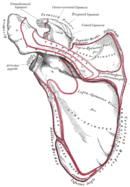 Left scapula. Dorsal surface. (Superior border labeled at center top.).png