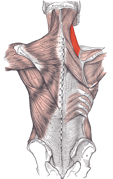 Levator scapulae muscle (red).png