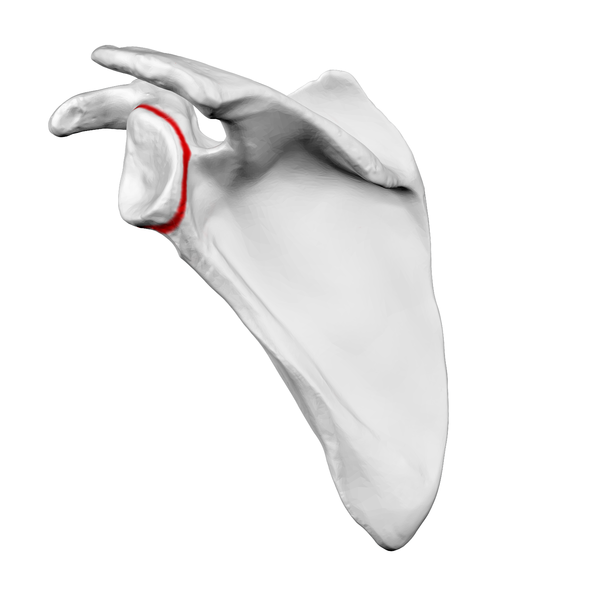 Neck of scapula shown in red.png