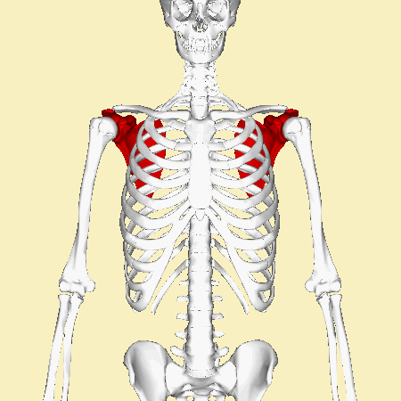 Position of scapula (shown in red). Animation..gif