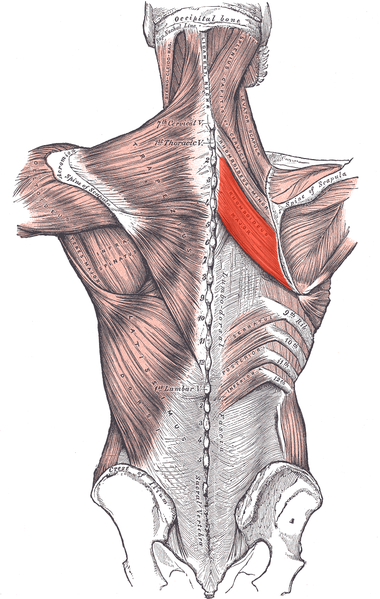 Rhomboid major muscle (red).png