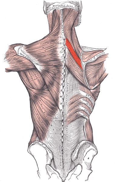 Rhomboid minor muscle (red).png