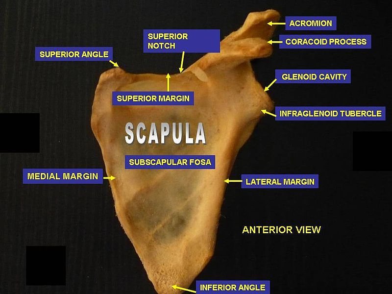 Scapula. Anterior face..JPG