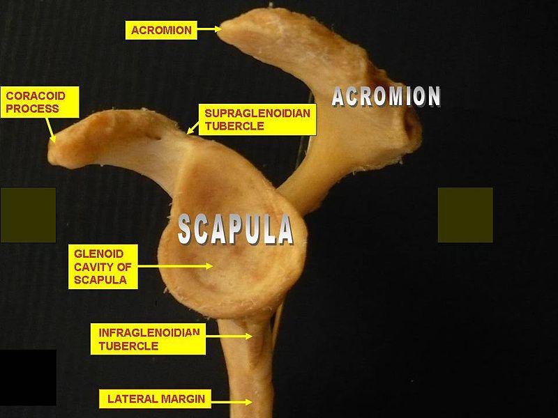 Scapula. Medial view..JPG