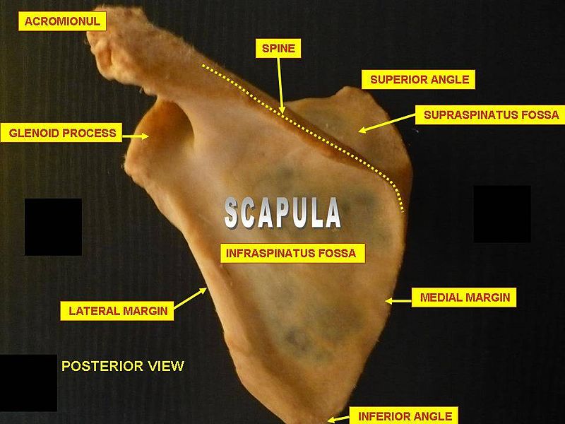 Scapula. Posterior face..JPG