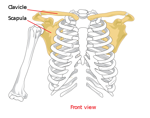 Scapula.png