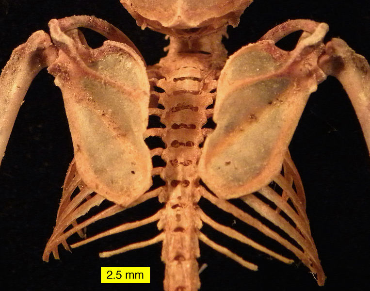 Scapulae, spine and ribs of Eptesicus fuscus (Big Brown Bat)..jpg