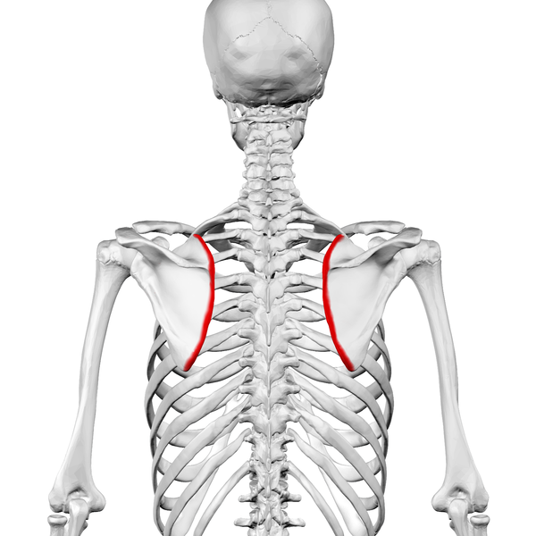 Still image. Medial border shown in red..png