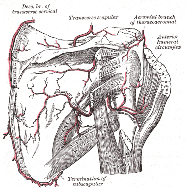 The scapular and circumflex arteries..png