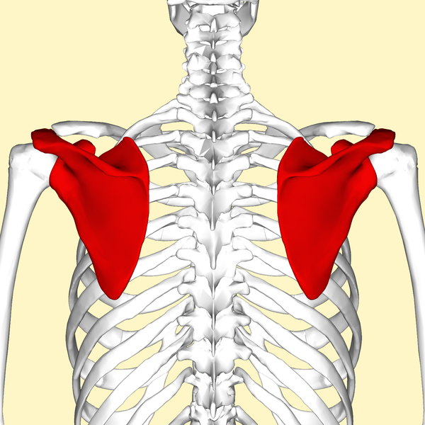 The upper picture is an anterior (from the front) view of the thorax and shoulde.png