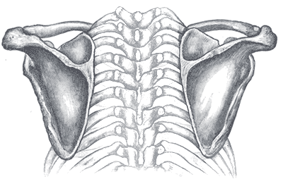 Thorax seen from behind..png