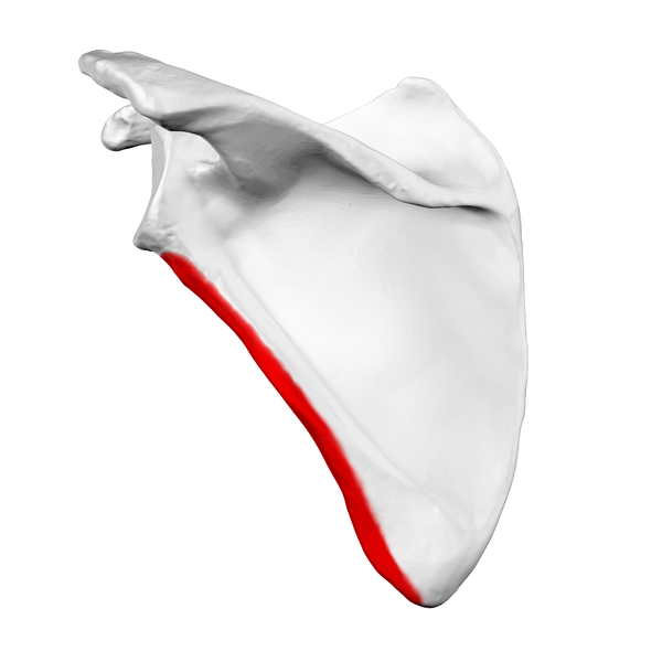 Dorsal surface of left scapula. Lateral border shown in red..png