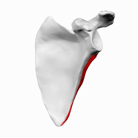 Left scapula. Lateral border shown in red..gif