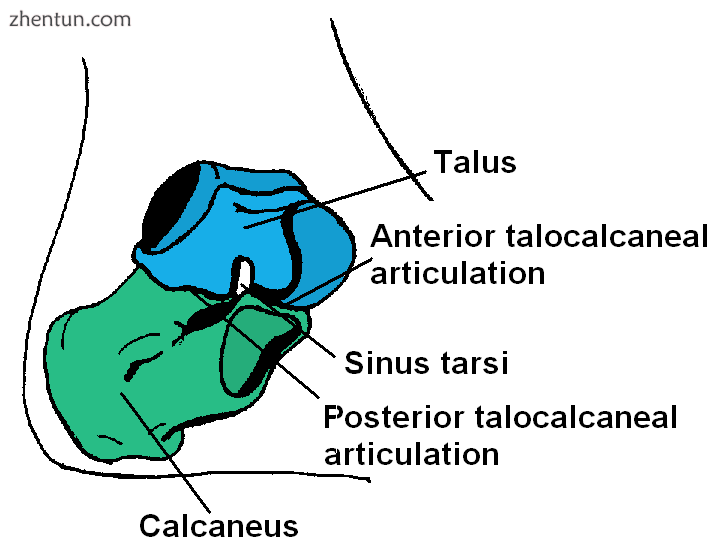 Anatomy of the right foot.PNG