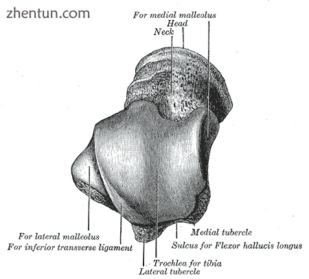 Left talus, from above and below, with anterior side of the bone at top of image.1.png