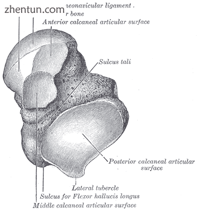 Left talus, from above and below, with anterior side of the bone at top of image.2.png