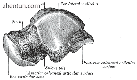 Left talus, lateral surface..png