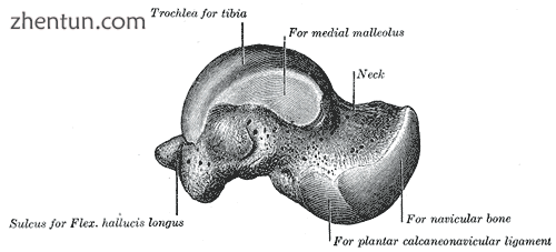 Left talus, medial surface..png