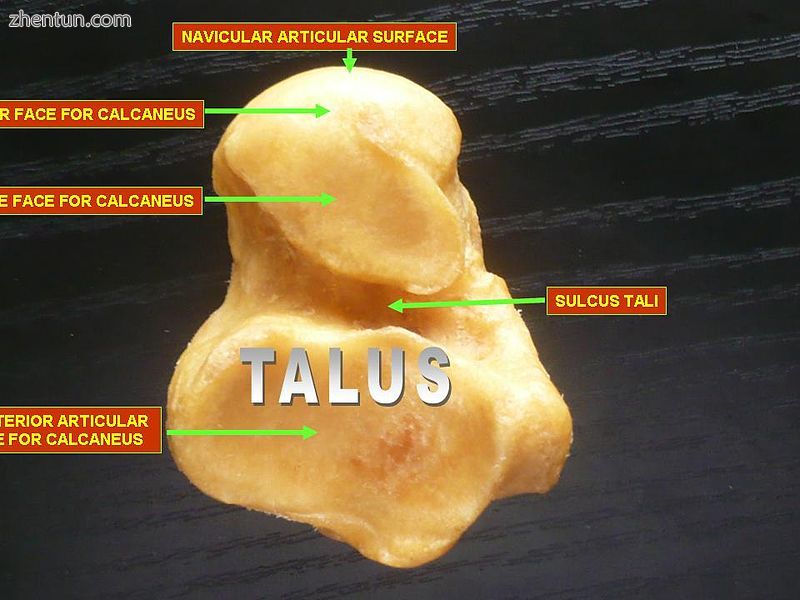 Talus - inferior view.jpg
