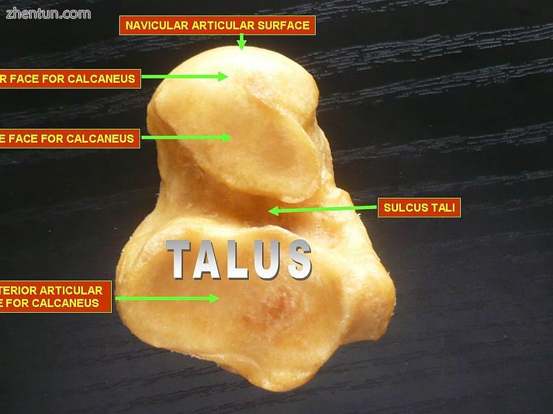 Talus - inferior view.jpg