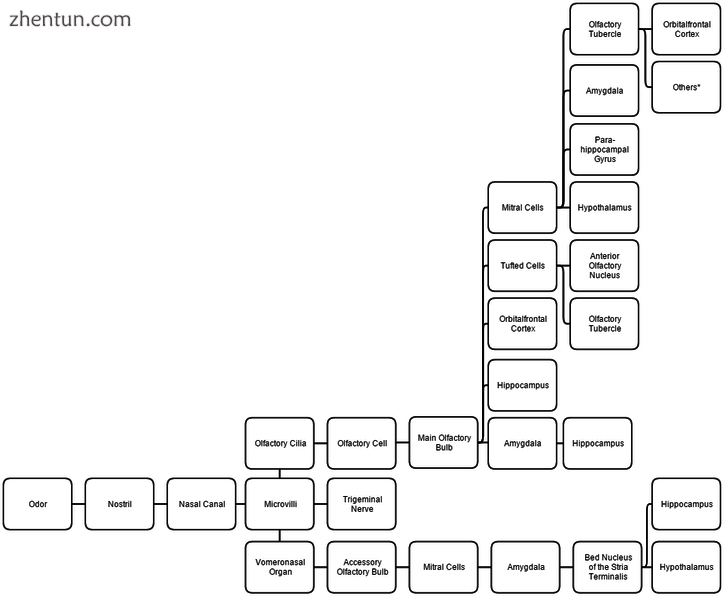 This diagram linearly (unless otherwise mentioned) tracks the projections of all.png