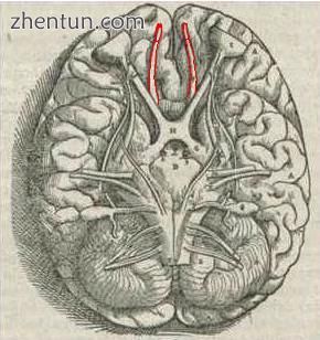 Vesalius' Fabrica, 1543. Human Olfactory bulbs and Olfactory tracts outline.jpg