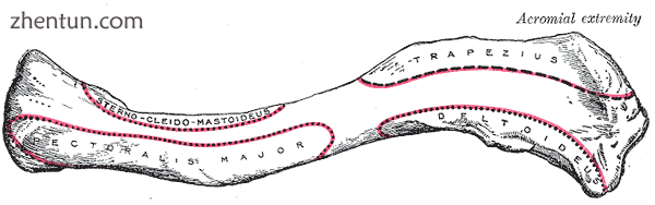 Left clavicle—from above, and from below1.png