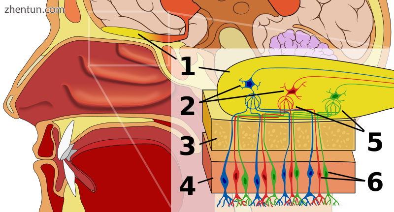 Human olfactory system. 1.png