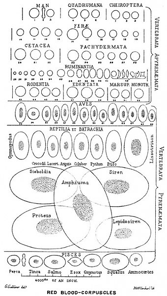 There is an immense size variation in vertebrate red blood cells, as well as a c.jpg