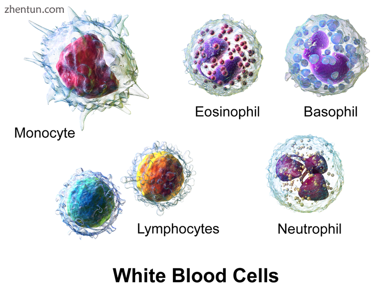3D rendering of various types of white blood cells[5].png
