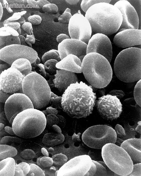 A scanning electron microscope image of normal circulating human blood. In addit.jpg