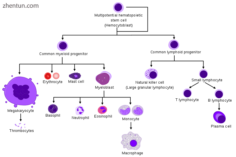 HSC=Hematopoietic stem cell, Progenitor=Progenitor c.png
