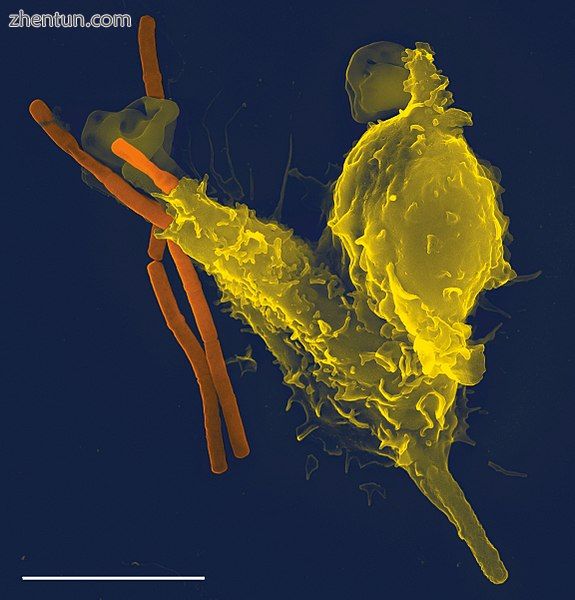 Neutrophil engulfing anthrax bacteria.jpg