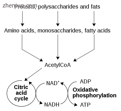 A simplified outline of the catabolism of proteins, carbohydrates and fats.png