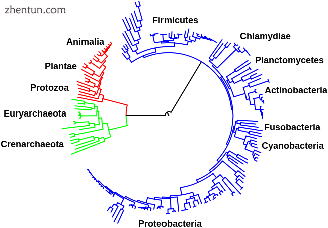 Evolutionary tree showing the common ancestry of organisms from all three domain.png