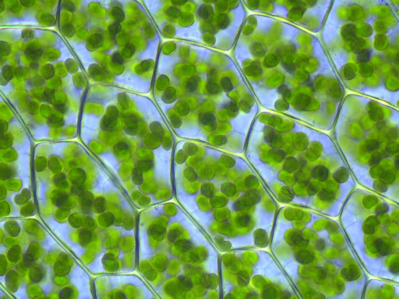 Plant cells (bounded by purple walls) filled with chloroplasts (green), which ar.jpeg