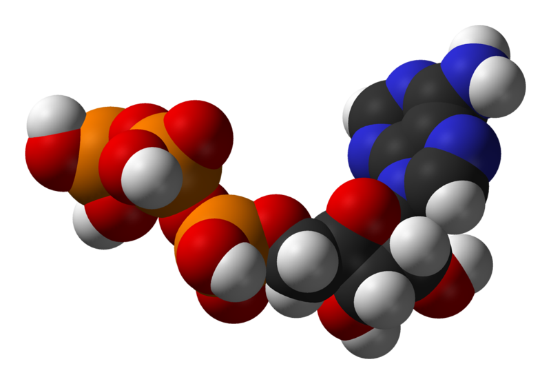 Structure of adenosine triphosphate (ATP), a central intermediate in ENERGY metabolism.png